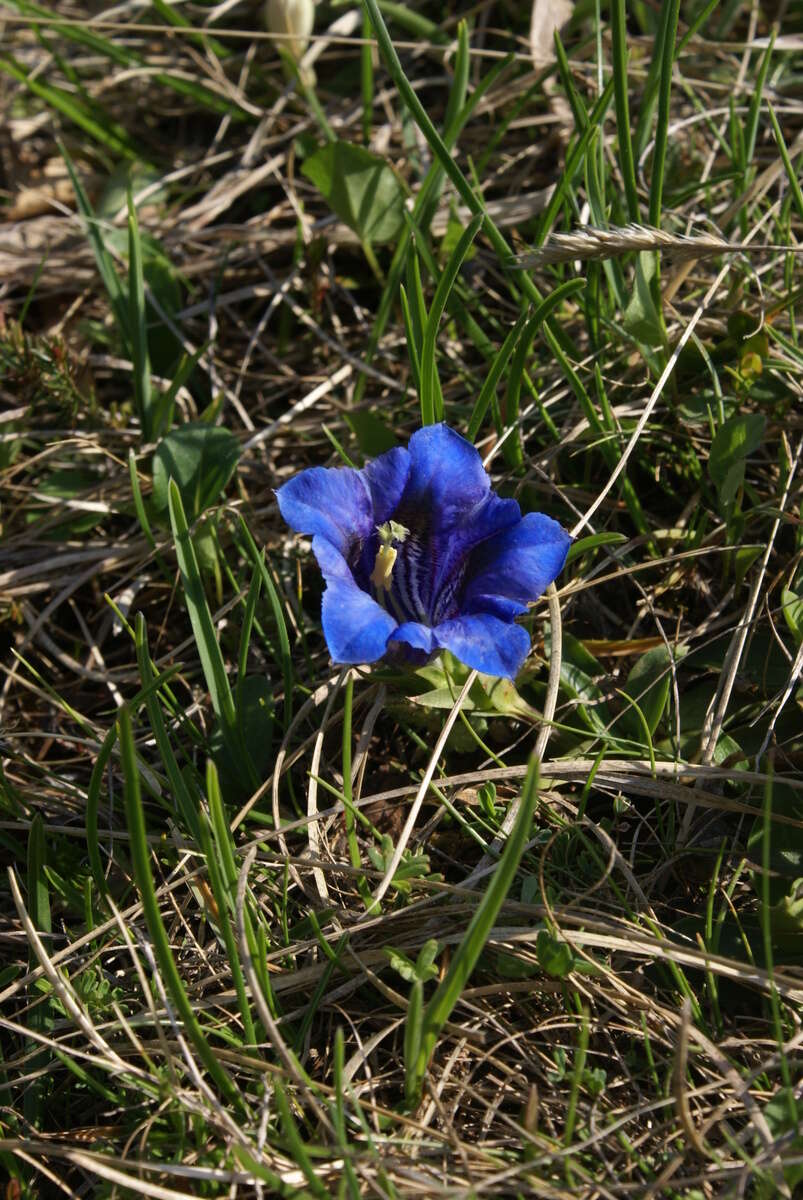 Image of Stemless Gentian