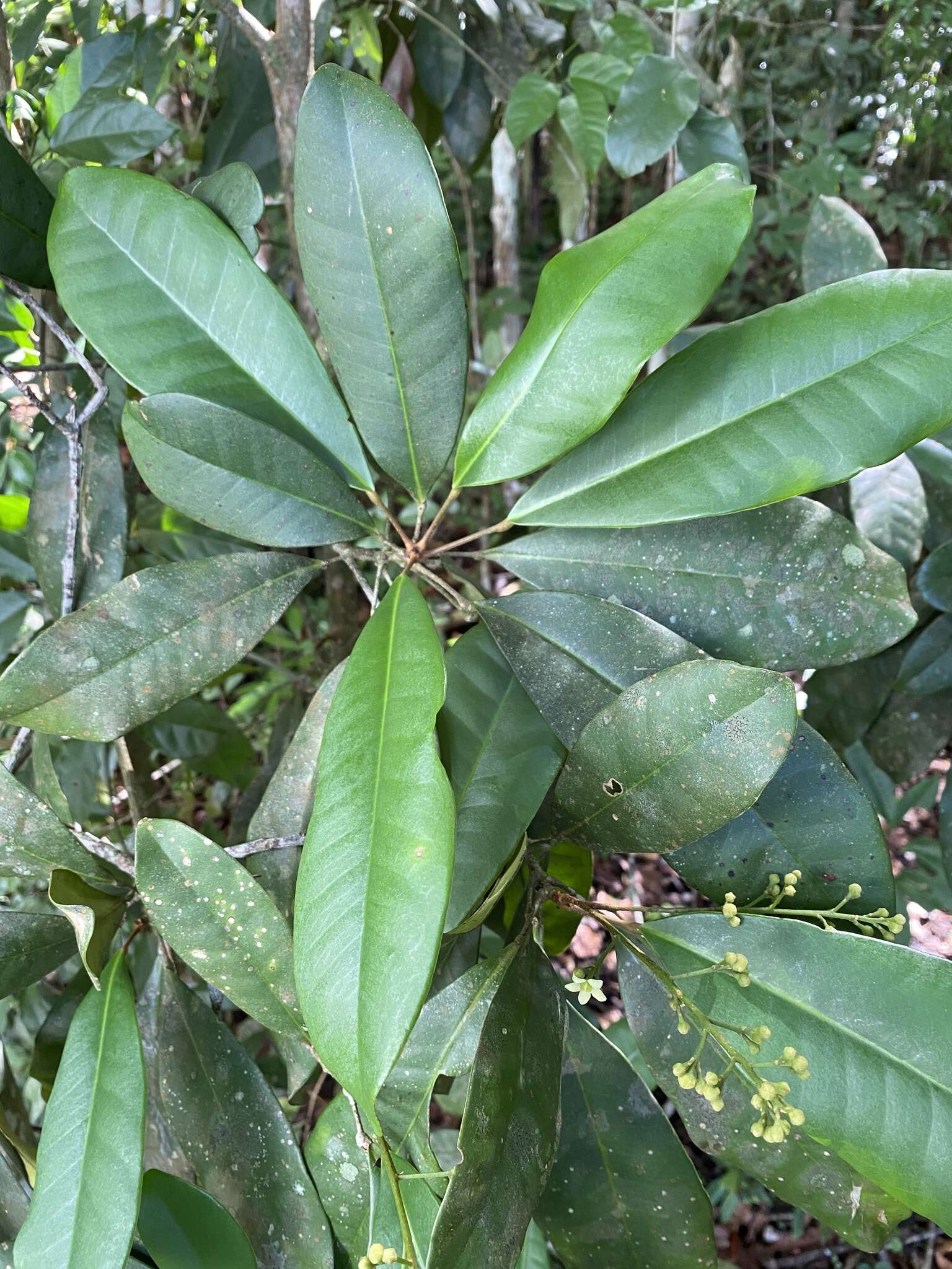 Image of Esenbeckia grandiflora Mart.