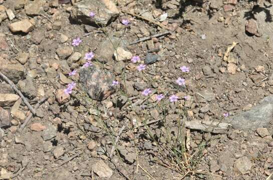 Image of volcanic gilia