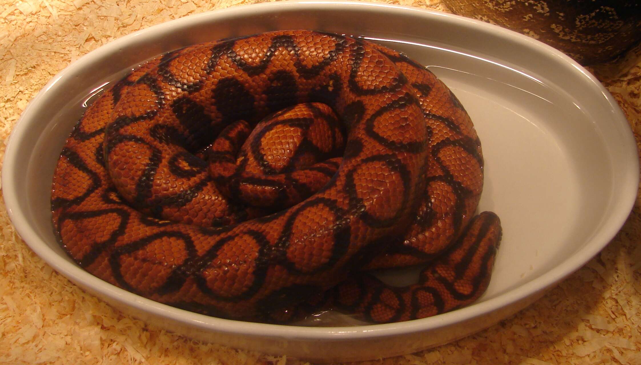 Image of Rainbow Boa