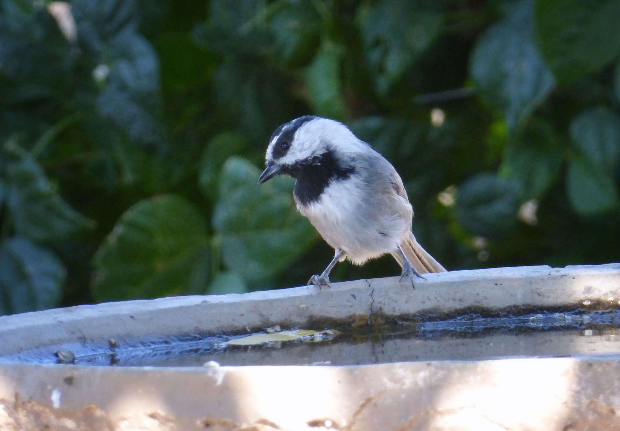 Image of Mountain Chickadee