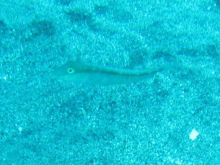 Image of Collared razorfish