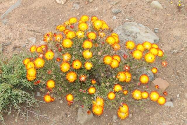 Imagem de Drosanthemum bicolor L. Bol.