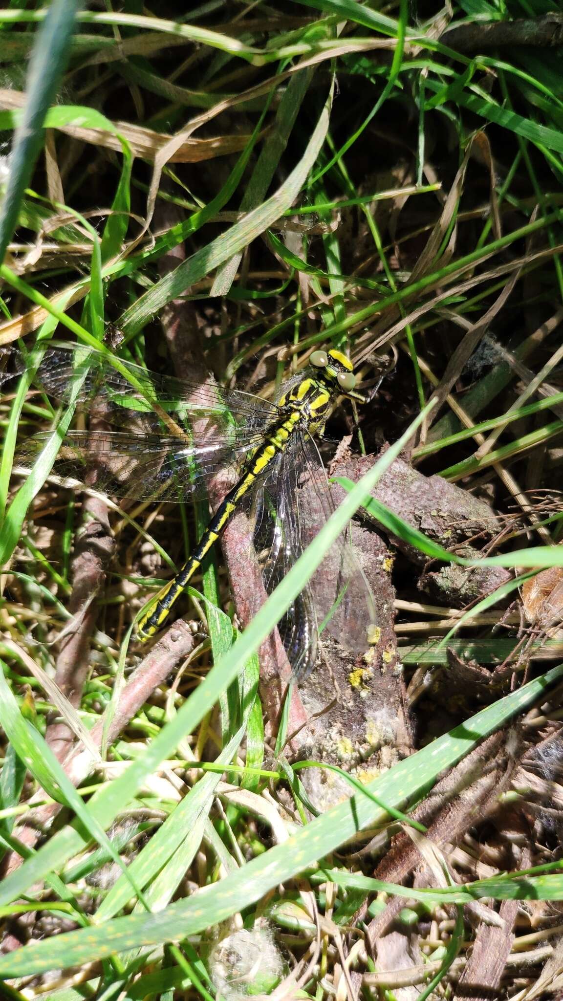 Image of Pronged Clubtail