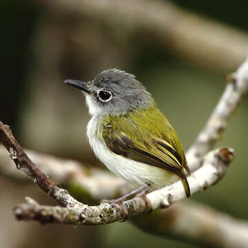 Image of Short-tailed Pygmy Tyrant