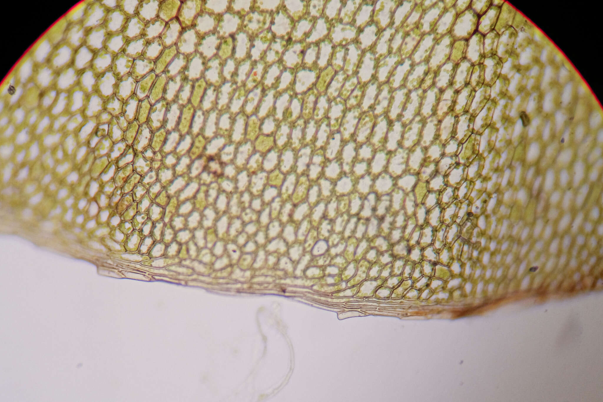 Image of elliptic plagiomnium moss