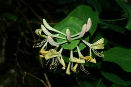 Image of Italian Honeysuckle