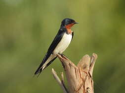 Hirundo lucida Hartlaub 1858 resmi