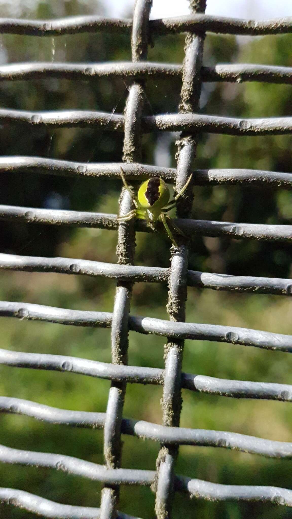 Image of Colaranea melanoviridis Court & Forster 1988