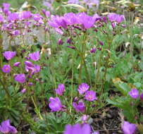 Image of Columbian lewisia