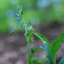 Imagem de Epipactis leptochila subsp. neglecta Kümpel