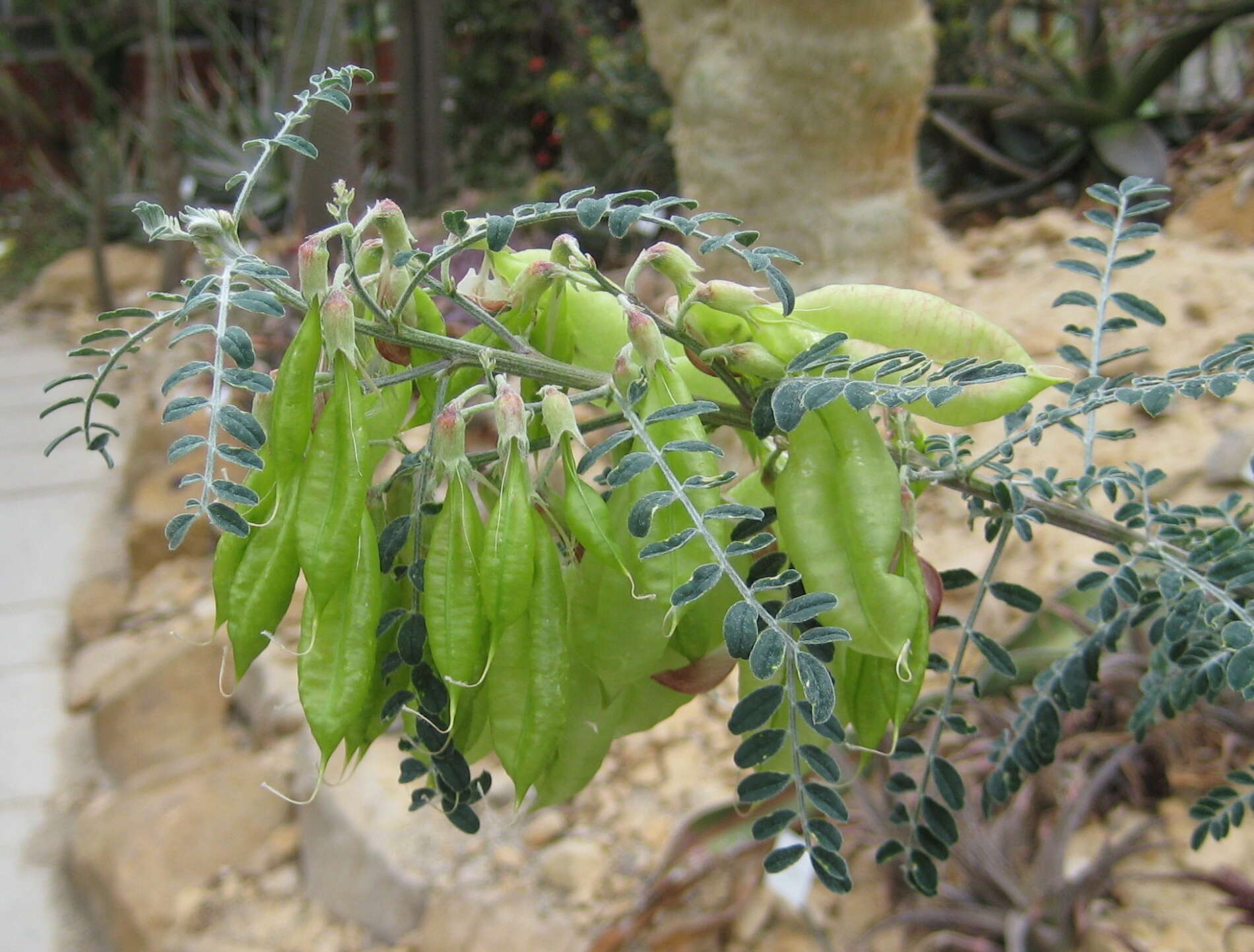 Imagem de Lessertia frutescens