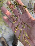 Image of Micromyrtus littoralis A. R. Bean