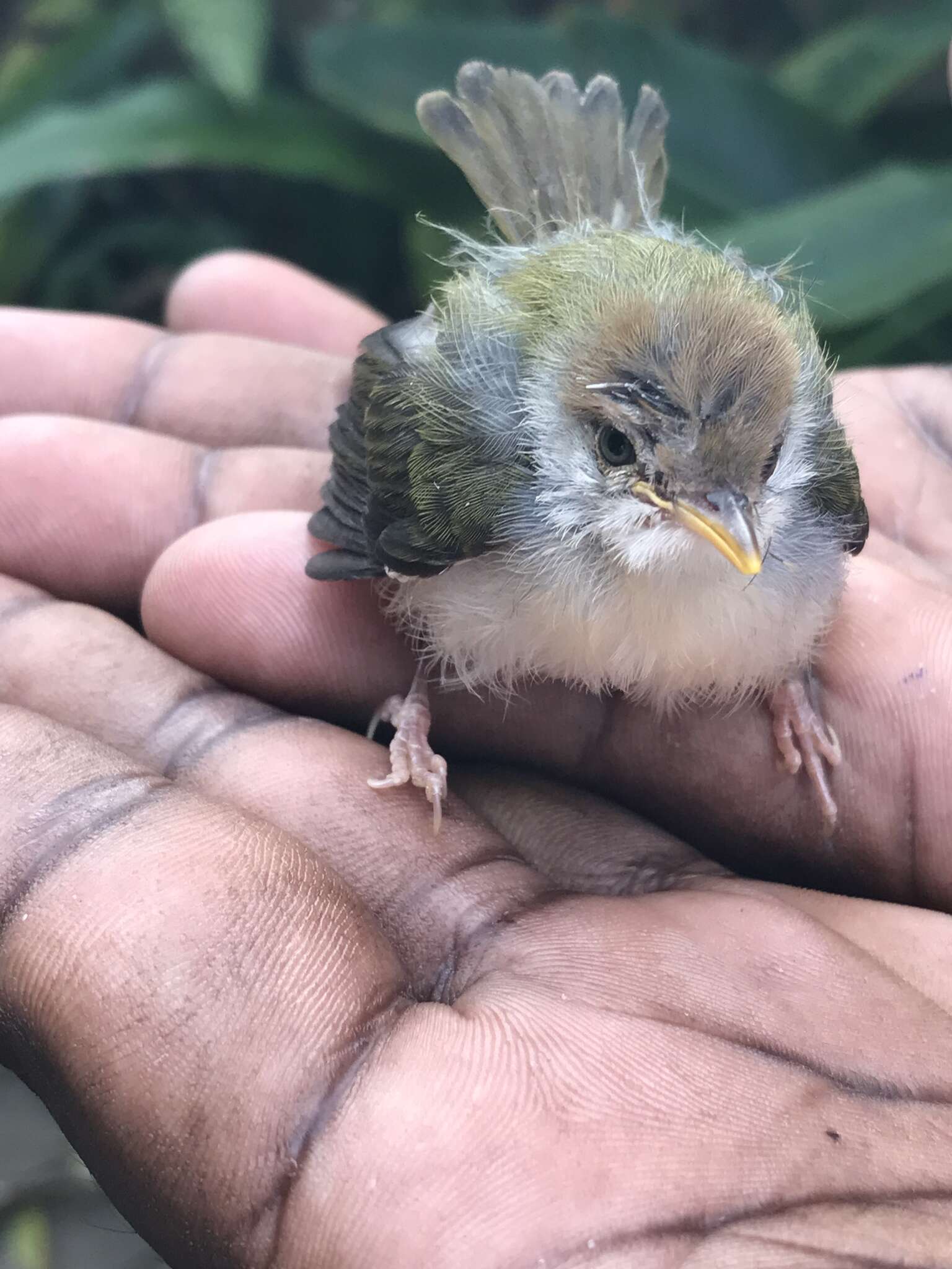 Image of Common Tailorbird