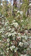 Sivun Leptospermum polygalifolium subsp. polygalifolium kuva