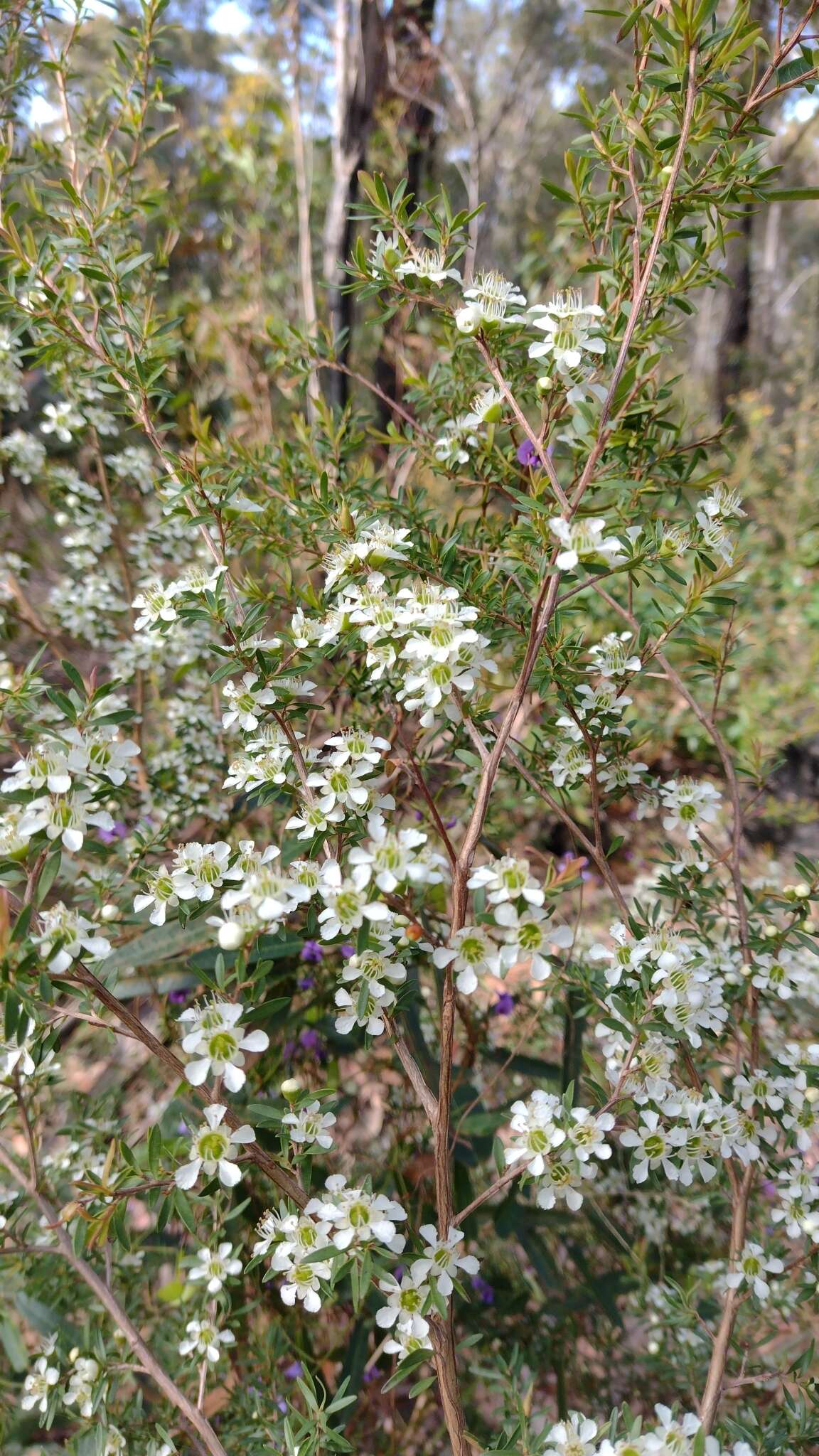 Sivun Leptospermum polygalifolium subsp. polygalifolium kuva