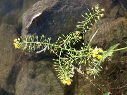 Image of Great Yellow-cress