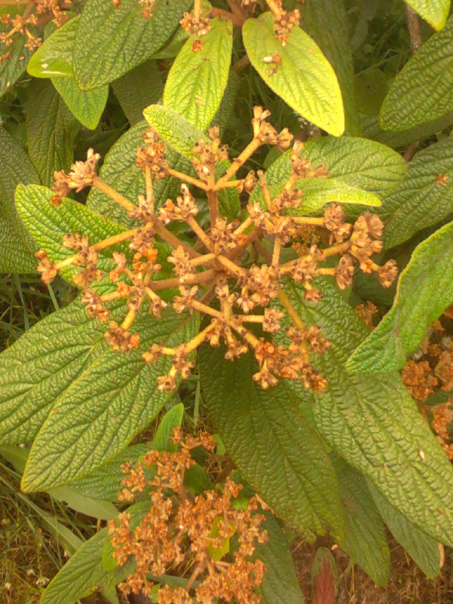 Plancia ëd Viburnum rhytidophyllum Hemsl. ex Forb. & Hemsl.