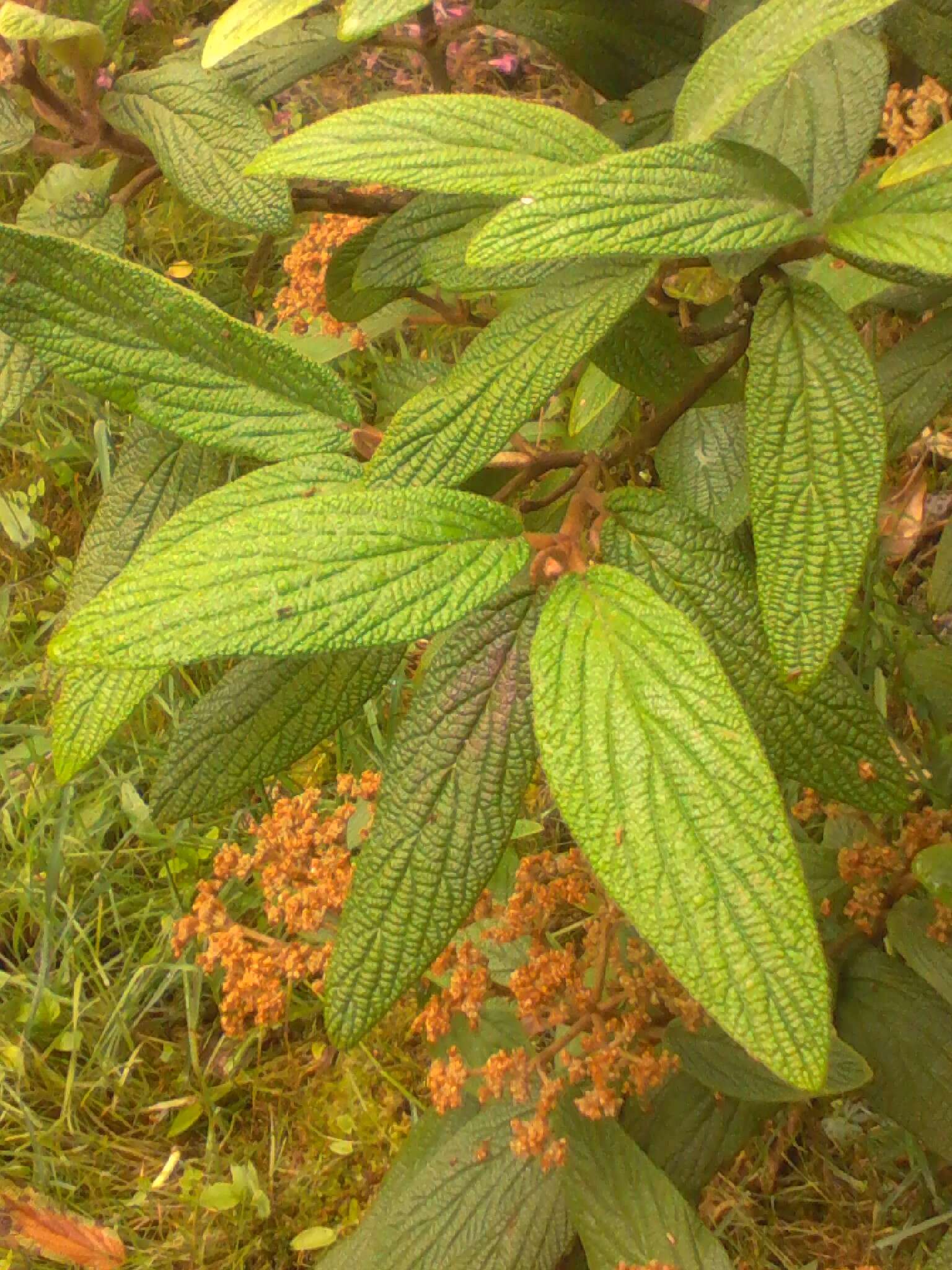 Plancia ëd Viburnum rhytidophyllum Hemsl. ex Forb. & Hemsl.