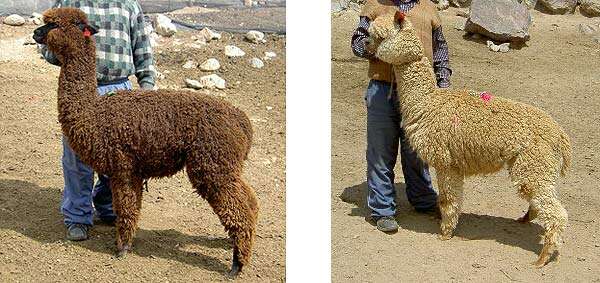 Image of Alpaca