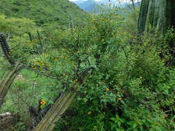 صورة Jefea lantanifolia (Schau.) J. L. Strother