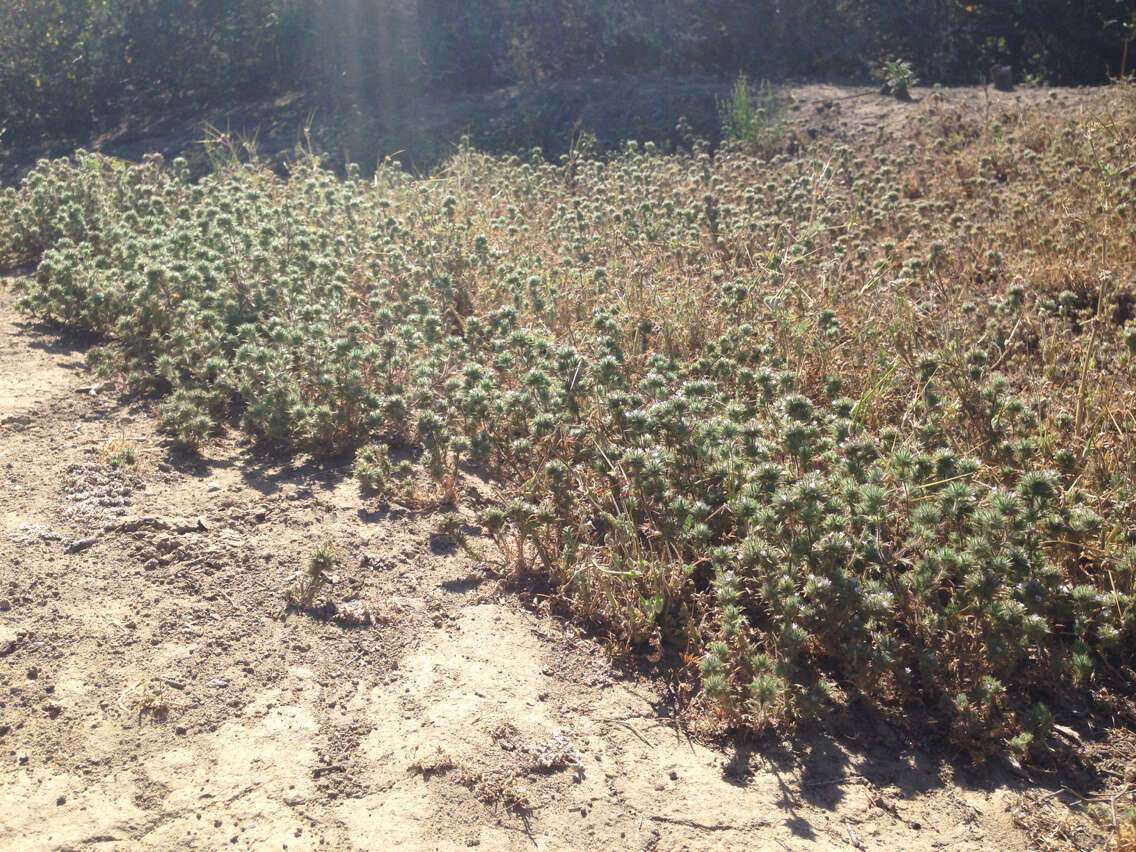 Image of Honey-Scented Pincushion-Plant