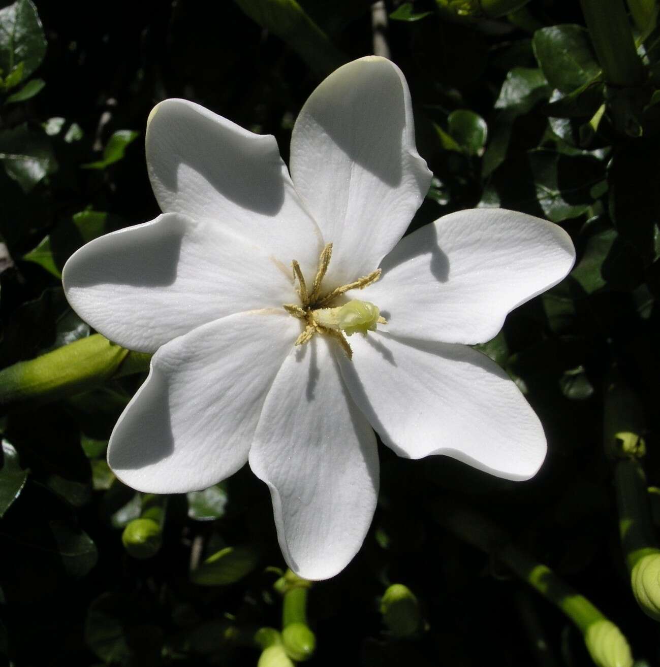 Image of Thunberg's gardenia