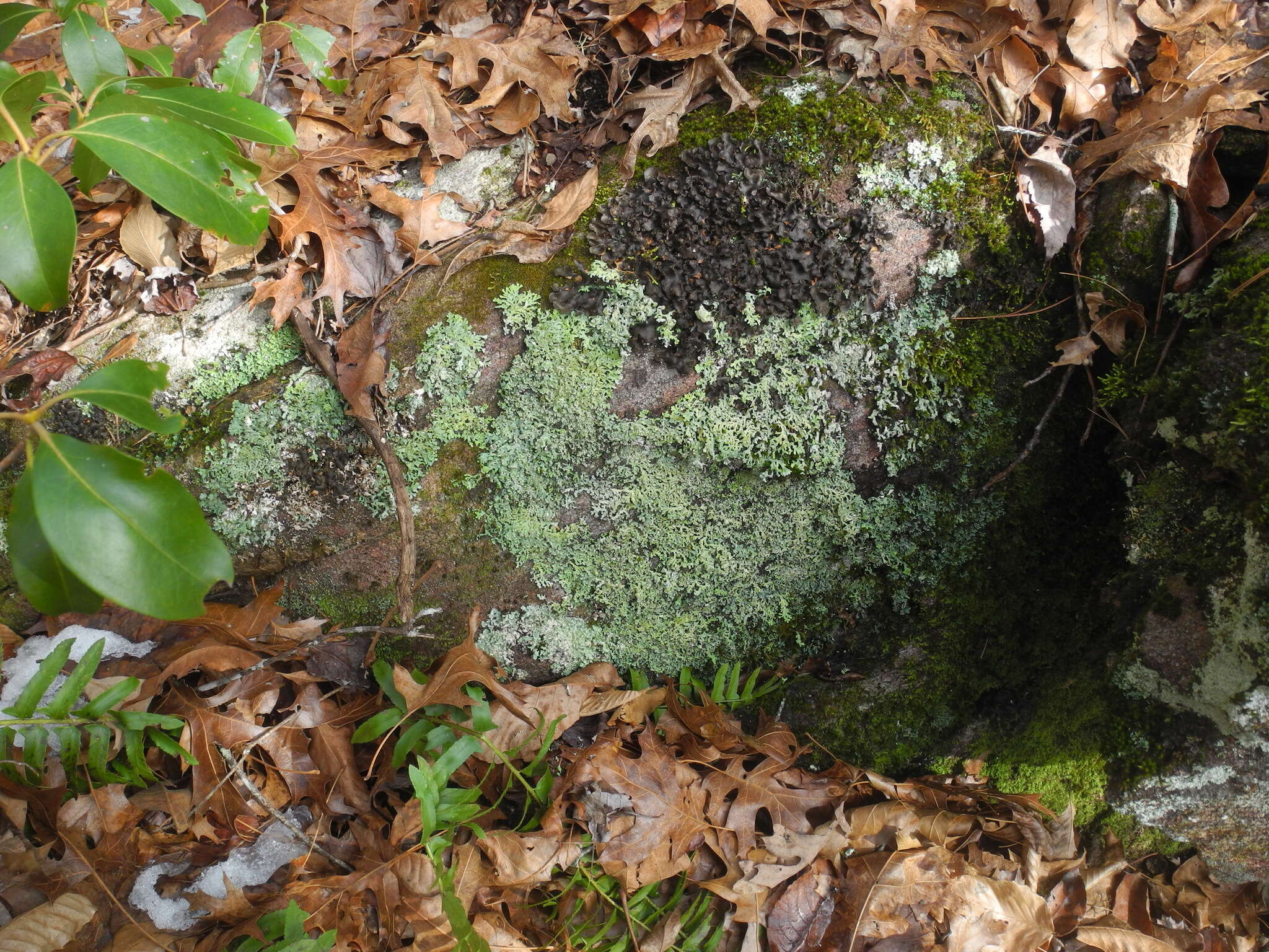 Image of Beauvois' spotted felt lichen