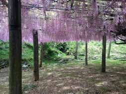 Plancia ëd Wisteria floribunda (Willd.) DC.