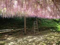 Image of Japanese wisteria