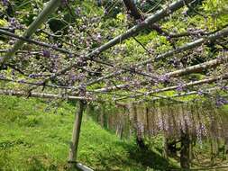 Plancia ëd Wisteria floribunda (Willd.) DC.