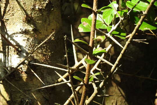 Atalantia buxifolia (Poir.) Oliv. resmi