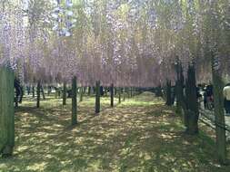 Plancia ëd Wisteria floribunda (Willd.) DC.