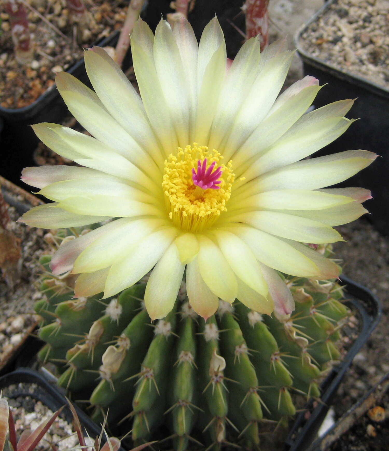 Image of Parodia buiningii (Buxb.) N. P. Taylor