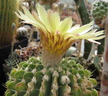 Image of Parodia buiningii (Buxb.) N. P. Taylor