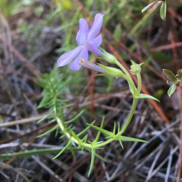 Image of trailing phlox