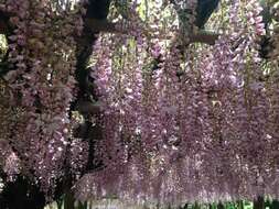 Plancia ëd Wisteria floribunda (Willd.) DC.