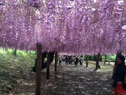 Plancia ëd Wisteria floribunda (Willd.) DC.