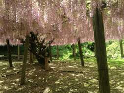 Plancia ëd Wisteria floribunda (Willd.) DC.