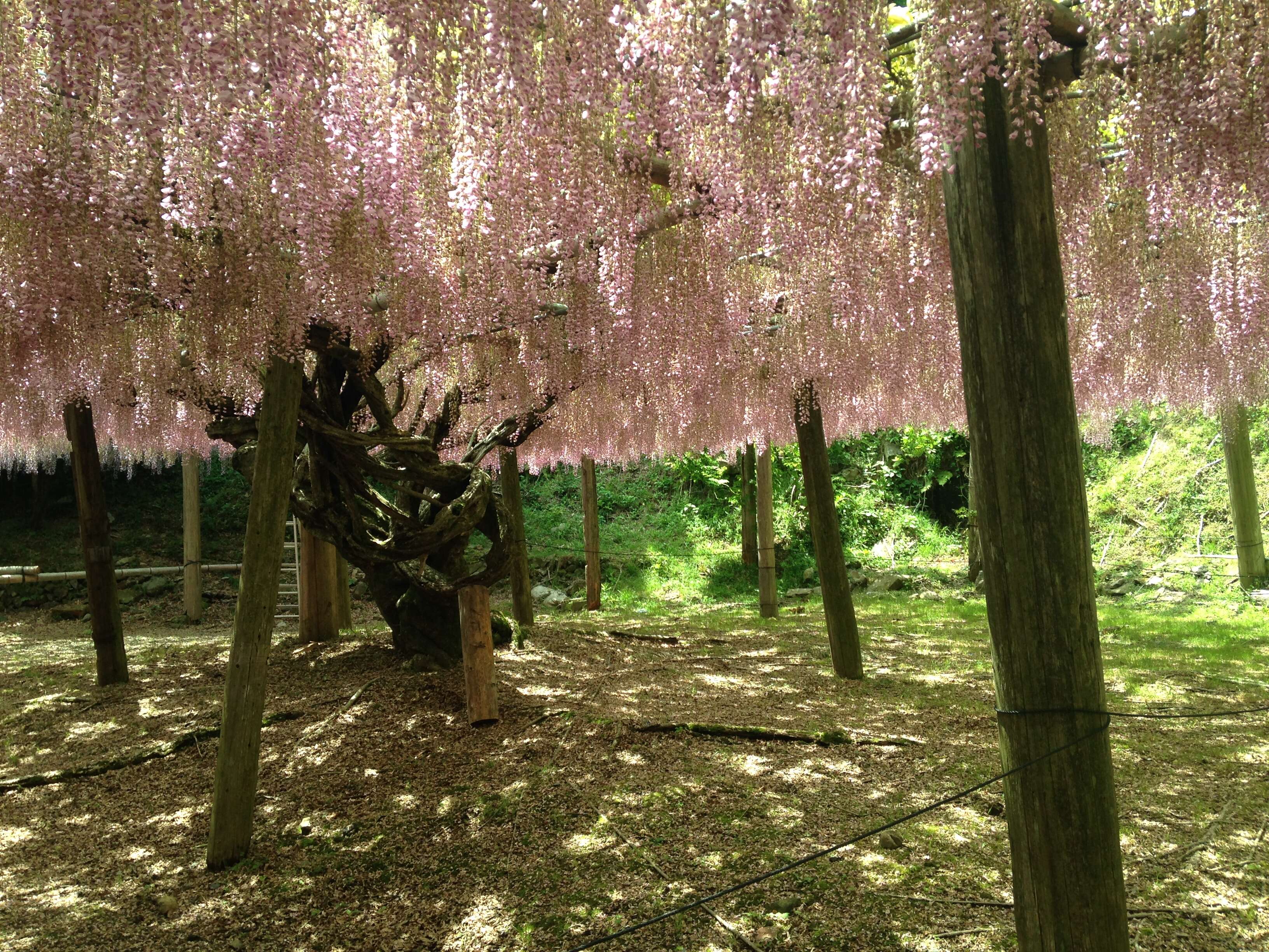 Plancia ëd Wisteria floribunda (Willd.) DC.