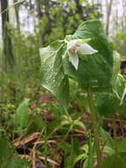 Imagem de Trillium cernuum L.