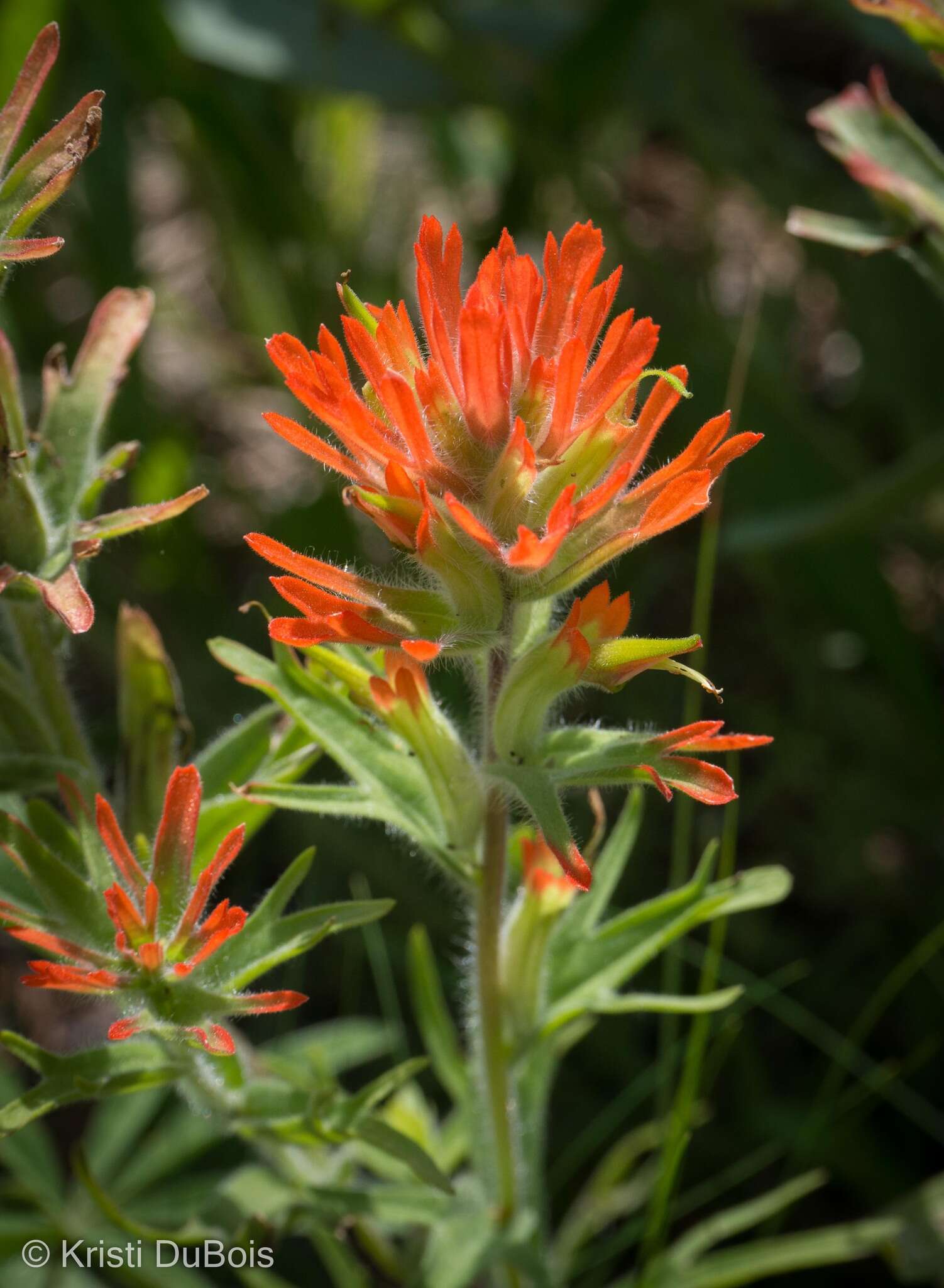 Image of acute Indian paintbrush