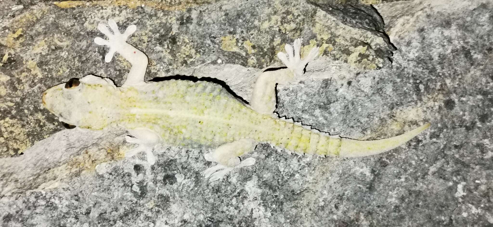 Image of East Canary Gecko