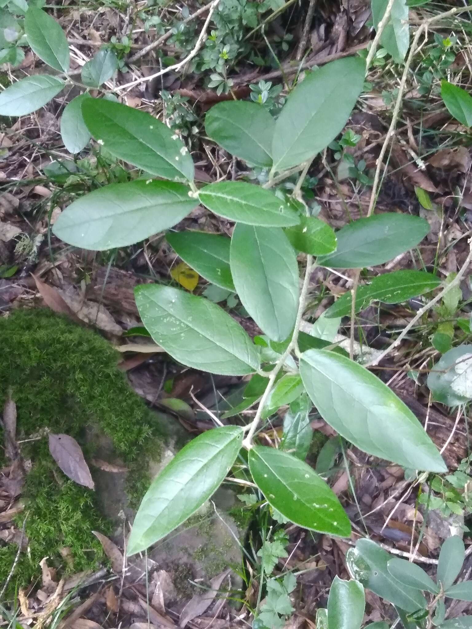 Image of Cestrum strigillatum Ruiz & Pav.