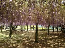 Plancia ëd Wisteria floribunda (Willd.) DC.