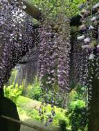 Plancia ëd Wisteria floribunda (Willd.) DC.