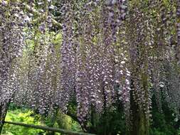 Plancia ëd Wisteria floribunda (Willd.) DC.