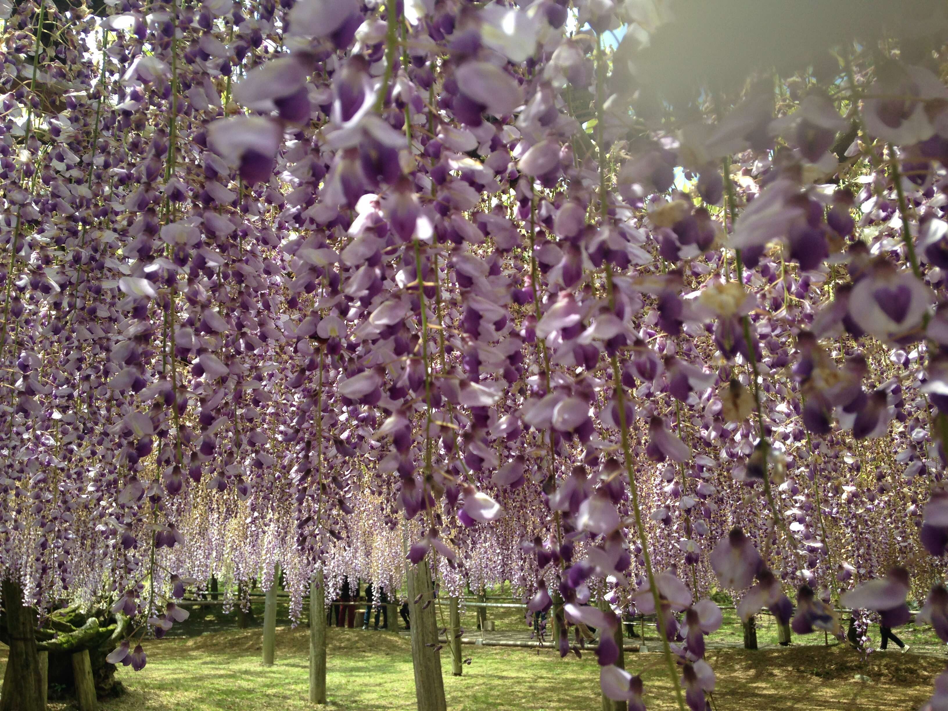 Plancia ëd Wisteria floribunda (Willd.) DC.