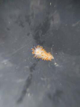 Antiopella barbarensis (J. G. Cooper 1863) resmi