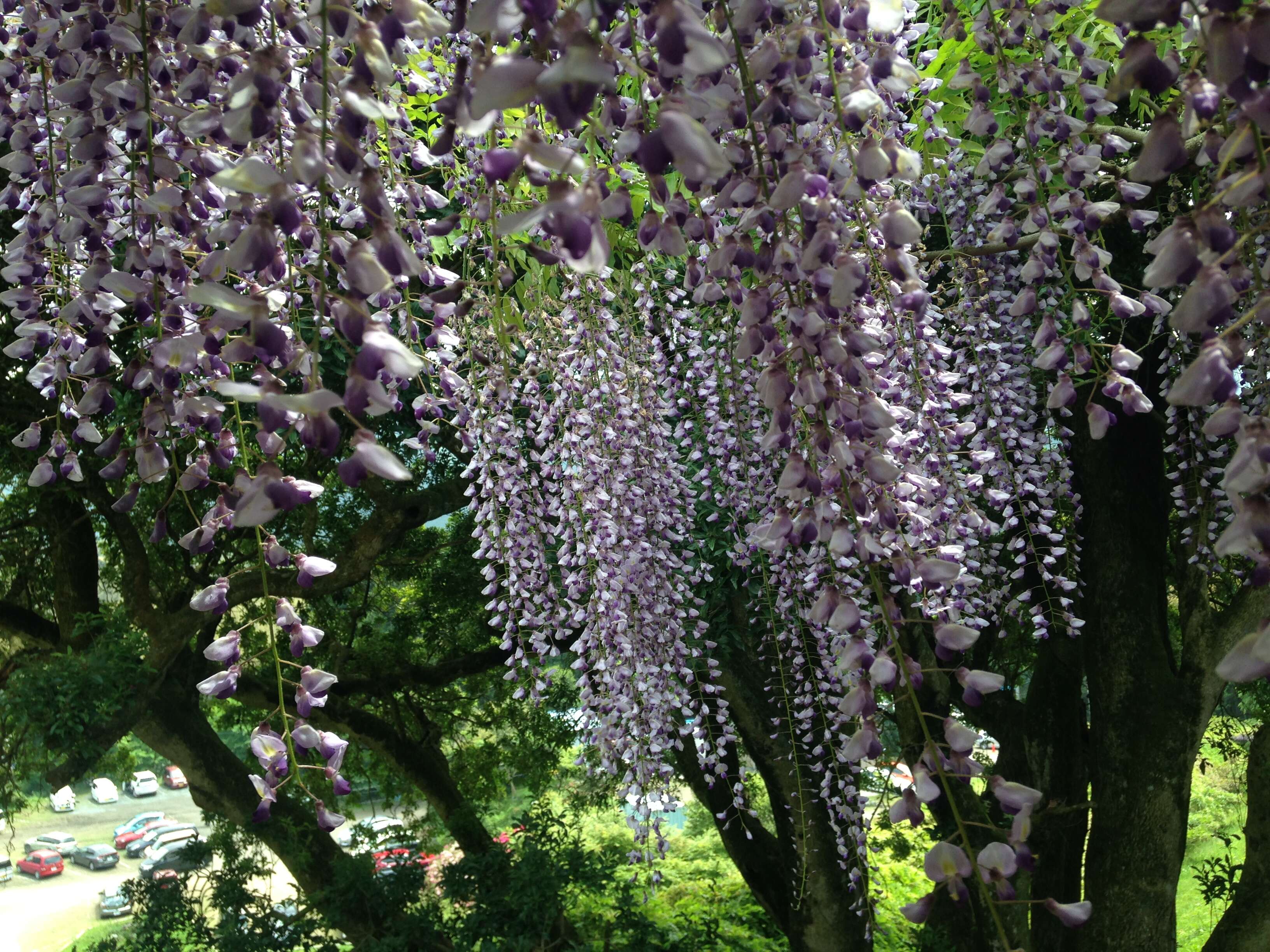 Plancia ëd Wisteria floribunda (Willd.) DC.